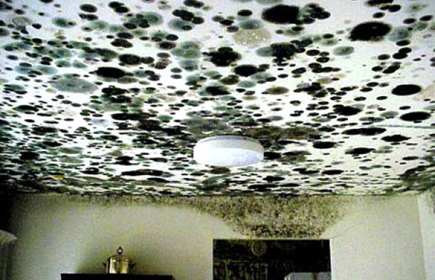 mold-remediation-experts-toxic-black-mold-removal-in-ma